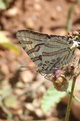 Cigaritis natalensis