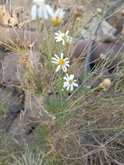 Argyranthemum frutescens