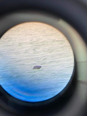 Halichoerus grypus grypus