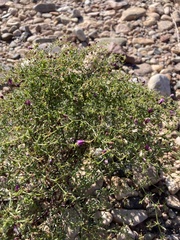Fagonia laevis