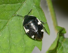 Tritomegas sexmaculatus