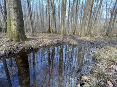 Stereochilus marginatus