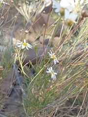 Argyranthemum frutescens