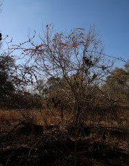 Combretum microphyllum