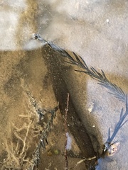 Stereochilus marginatus