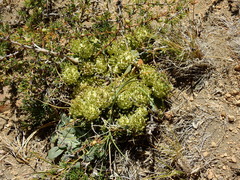 Gamocarpha scapigera