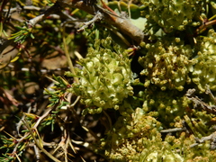 Gamocarpha scapigera