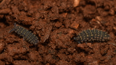 Morulina multatuberculata