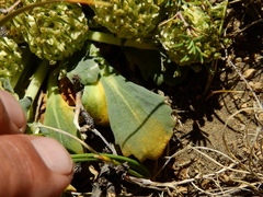 Gamocarpha scapigera