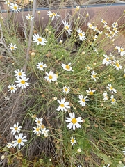 Argyranthemum frutescens