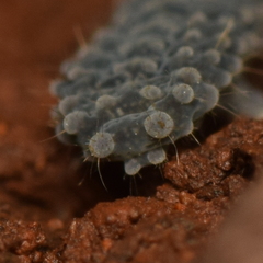 Morulina multatuberculata