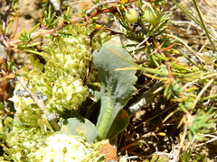 Gamocarpha scapigera