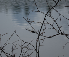 Somatochlora graeseri