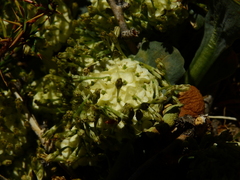 Gamocarpha scapigera