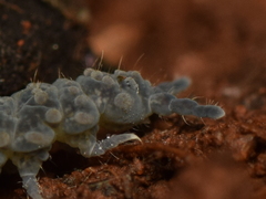 Morulina multatuberculata