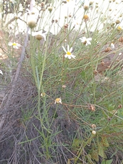 Argyranthemum frutescens