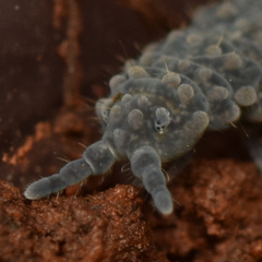 Morulina multatuberculata