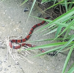 Micrurus dumerilii antioquiensis