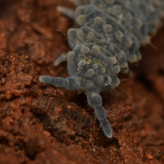 Morulina multatuberculata