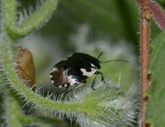 Tritomegas bicolor