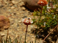 Armeria curvifolia