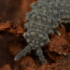 Morulina multatuberculata