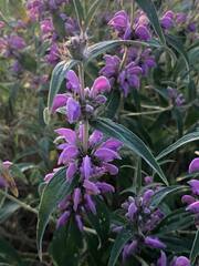 Phlomis herba-venti