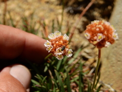 Armeria curvifolia