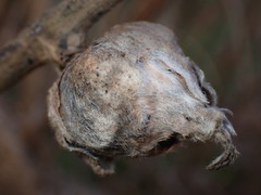 Neolasioptera lupini