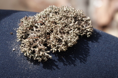 Pulchrocladia retipora