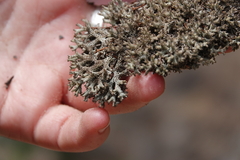 Pulchrocladia retipora