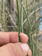 Ephedra foliata