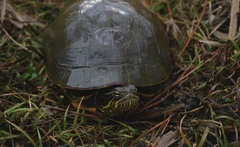 Deirochelys reticularia