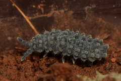 Morulina multatuberculata