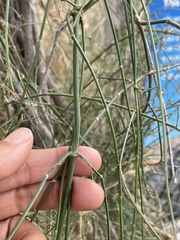 Ephedra foliata