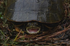 Deirochelys reticularia
