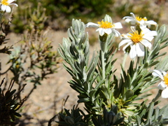 Chiliotrichum diffusum