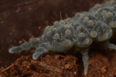 Morulina multatuberculata