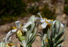 Chiliotrichum diffusum