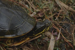 Deirochelys reticularia