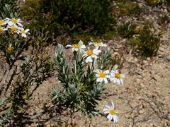 Chiliotrichum diffusum