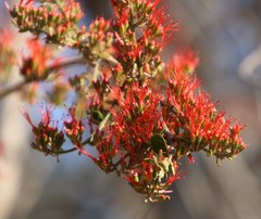 Combretum microphyllum
