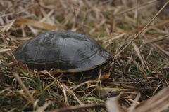 Deirochelys reticularia