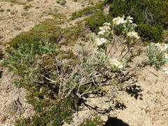Chiliotrichum diffusum