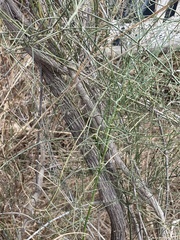 Ephedra foliata