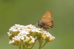 Callophrys