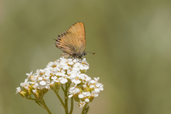 Callophrys