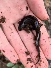 Desmognathus auriculatus