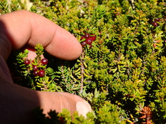 Empetrum rubrum