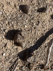 Equus asinus